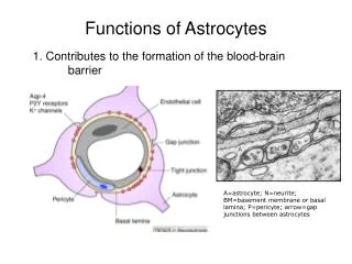 Functions of Astrocytes