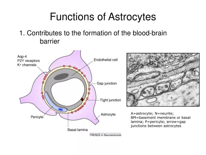 functions of astrocytes