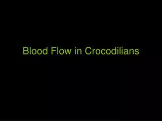 Blood Flow in Crocodilians