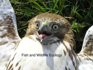 Fish and Wildlife Ecology