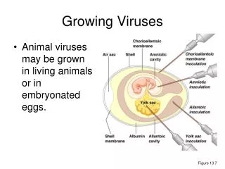 Growing Viruses