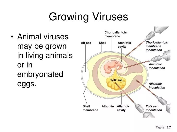 growing viruses