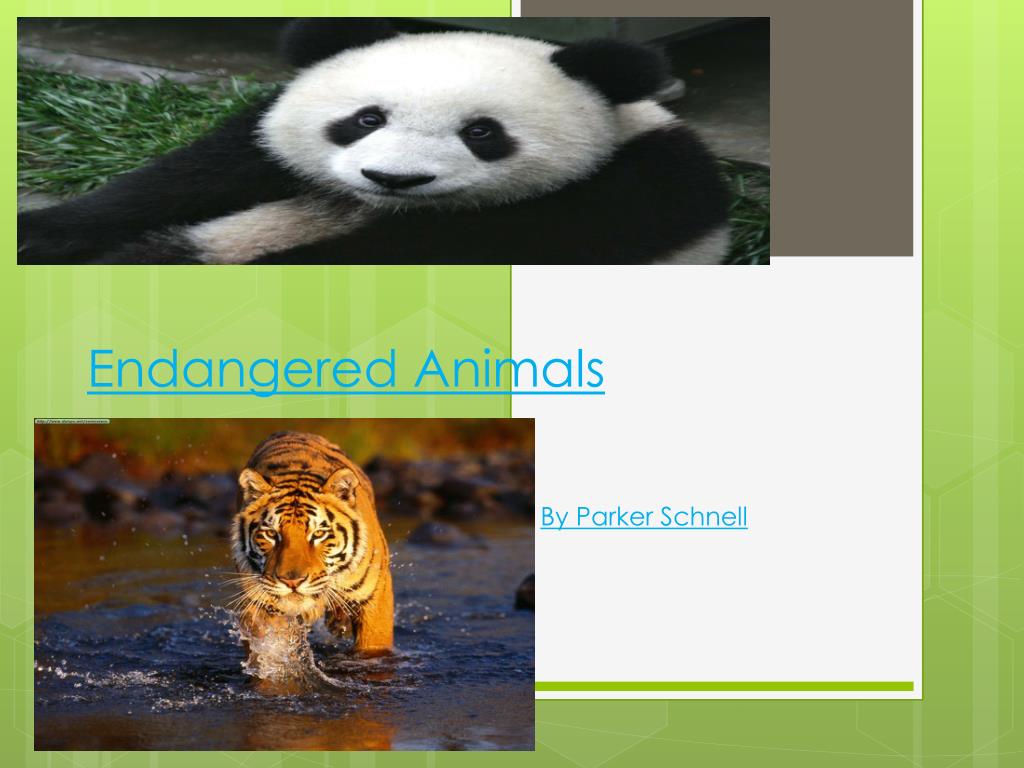 PPT - Endangered Animals PowerPoint Presentation, free download - ID ...