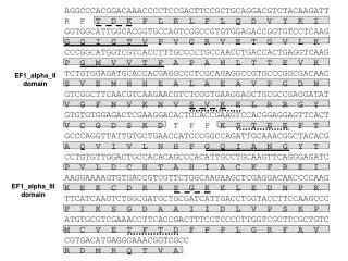 EF1_alpha_II domain