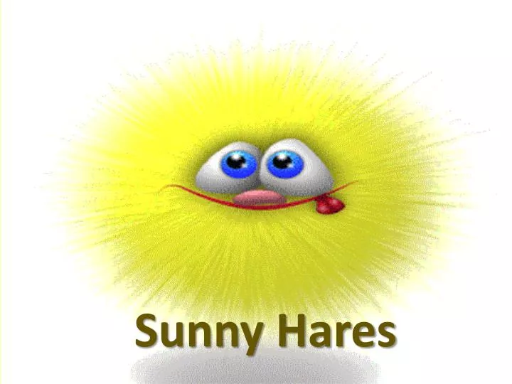 sunny hares