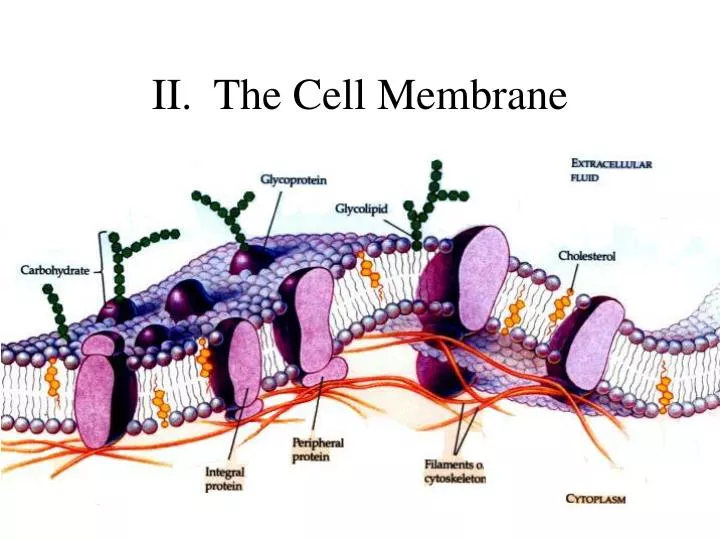 ii the cell membrane