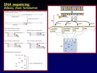 DNA sequencing: dideoxy chain termination