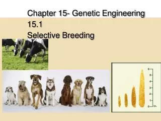 Chapter 15- Genetic Engineering 15.1 Selective Breeding