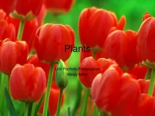 plants