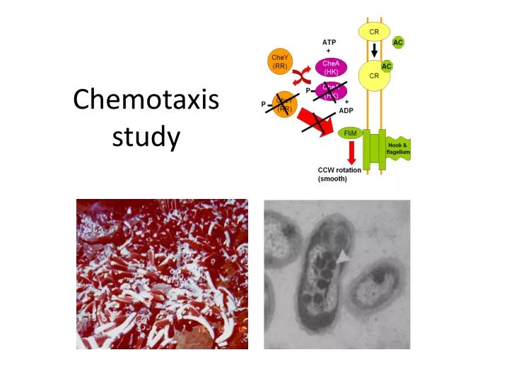 chemotaxis study