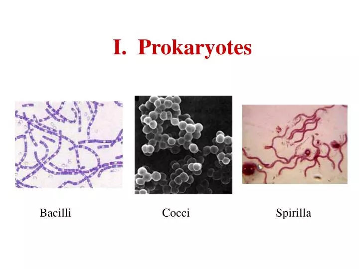 i prokaryotes