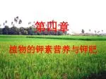 植物的钾素营养与钾肥 - slide 1