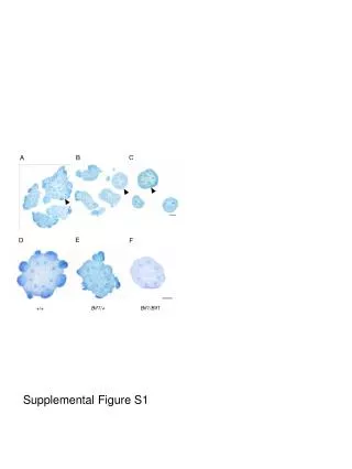 Supplemental Figure S1