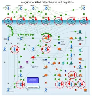 Integrin-mediated cell adhesion and migration