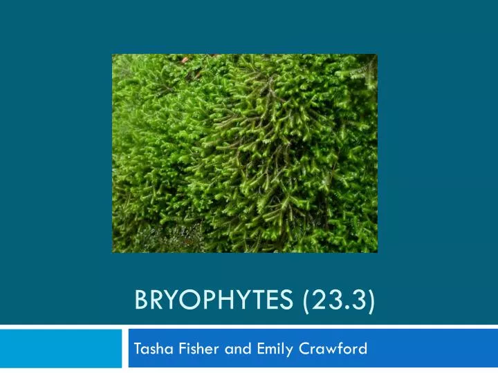 bryophytes 23 3