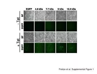 Frietze et al. Supplemental Figure 1