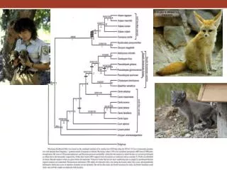 ZOOTAXA mapress/zootaxa/ ZOOKEYS: