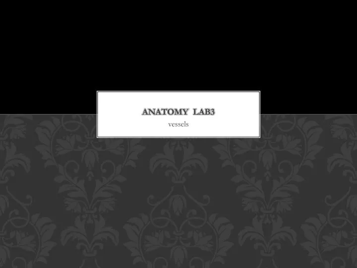 anatomy lab3