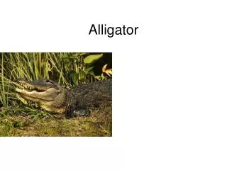 alligator