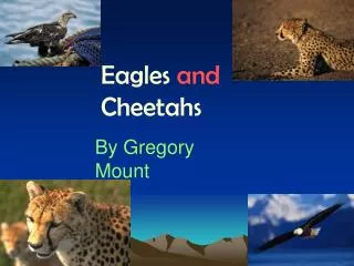 Eagles and Cheetahs