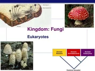 kingdom fungi