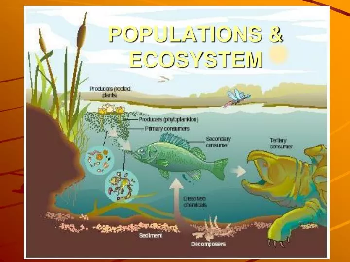 populations ecosystem