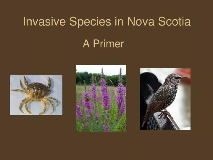 invasive species in nova scotia