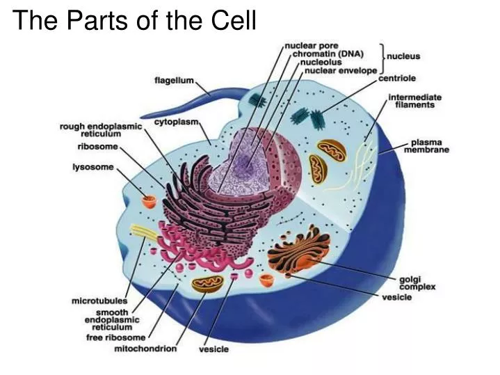 the parts of the cell