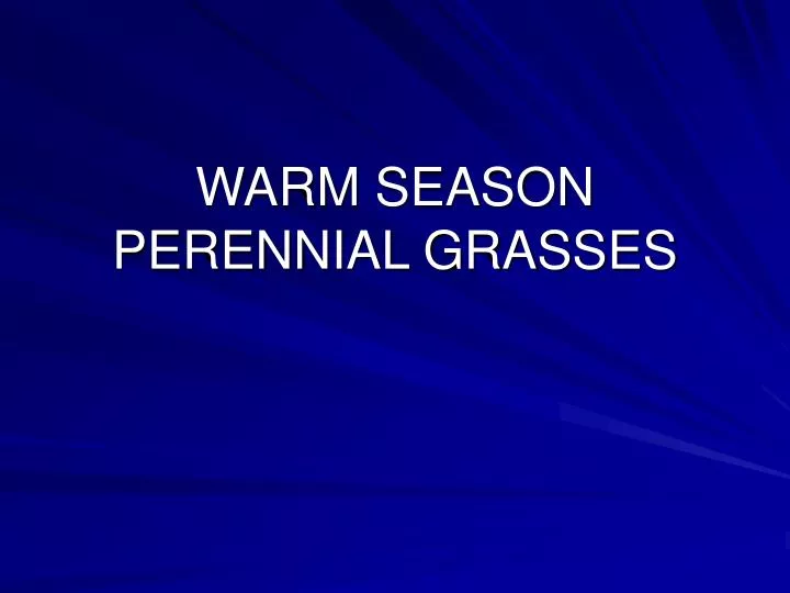 warm season perennial grasses