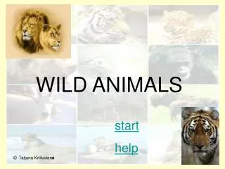wild animals