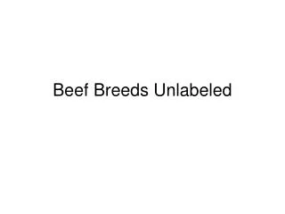 Beef Breeds Unlabeled