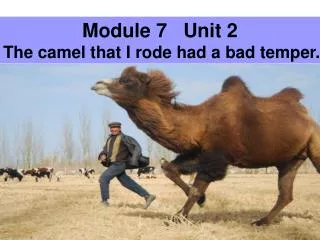 Module 7 Unit 2 The camel that I rode had a bad temper.