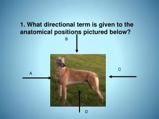 1. What directional term is given to the anatomical positions pictured below?