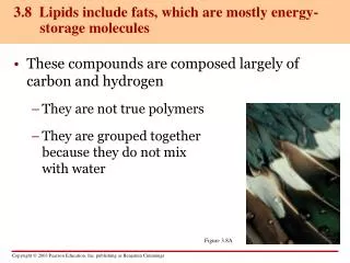 3.8 Lipids include fats, which are mostly energy-storage molecules