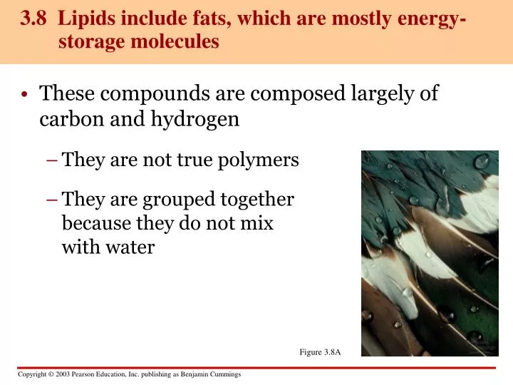 3 8 lipids include fats which are mostly energy storage molecules