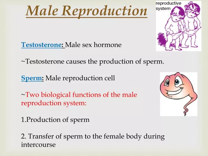 male reproduction
