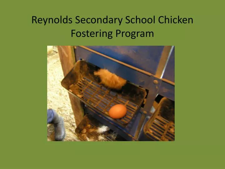 reynolds secondary school chicken fostering program