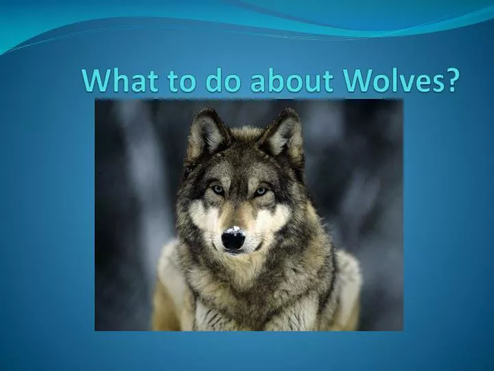 what to do about wolves
