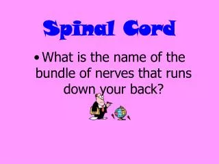 spinal cord