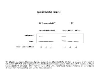 Supplemental Figure 1