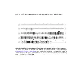 Figure S1. Clustal W multiple alignment of SigA, SigB, and SigF sigma factor proteins.