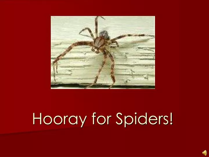 hooray for spiders