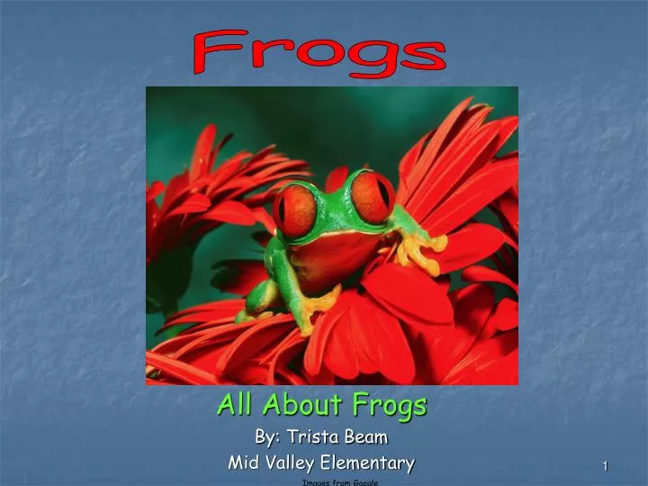 all about frogs by trista beam mid valley elementary