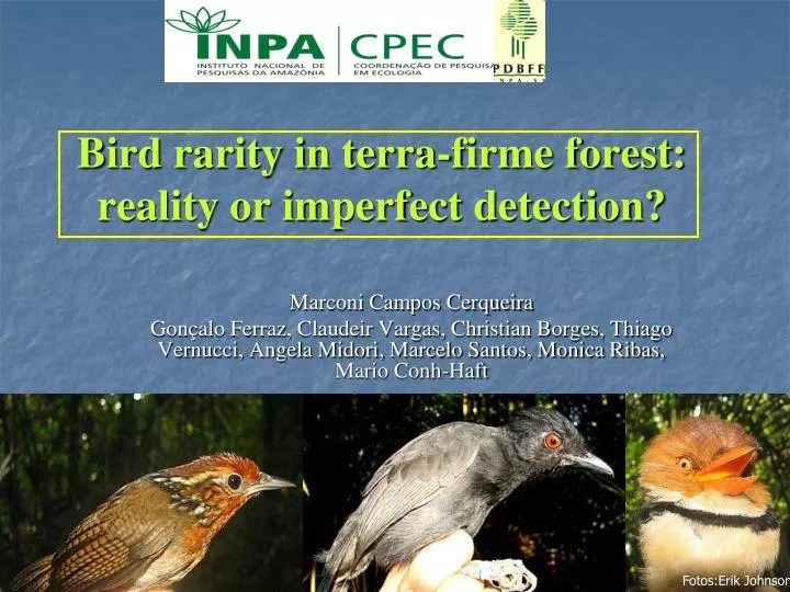 bird rarity in terra firme forest reality or imperfect detection