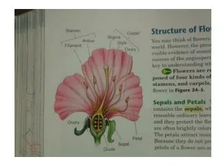 Pages 612-615 For labeling Flowers/Parts of Flowers prior to Flower Dissection Lab