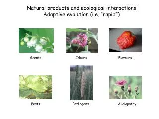 Natural products and ecological interactions Adaptive evolution (i.e. “rapid”)