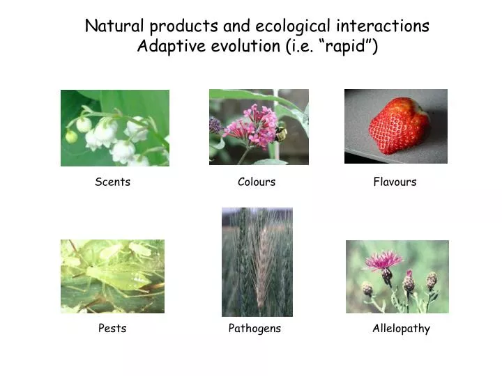 natural products and ecological interactions adaptive evolution i e rapid