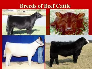 Breeds of Beef Cattle