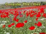 Consider The Lilies - slide 1