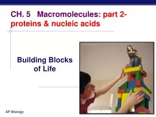CH. 5 Macromolecules: part 2-proteins &amp; nucleic acids